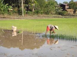 vida rural laos