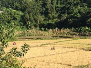 arrozales con vistas