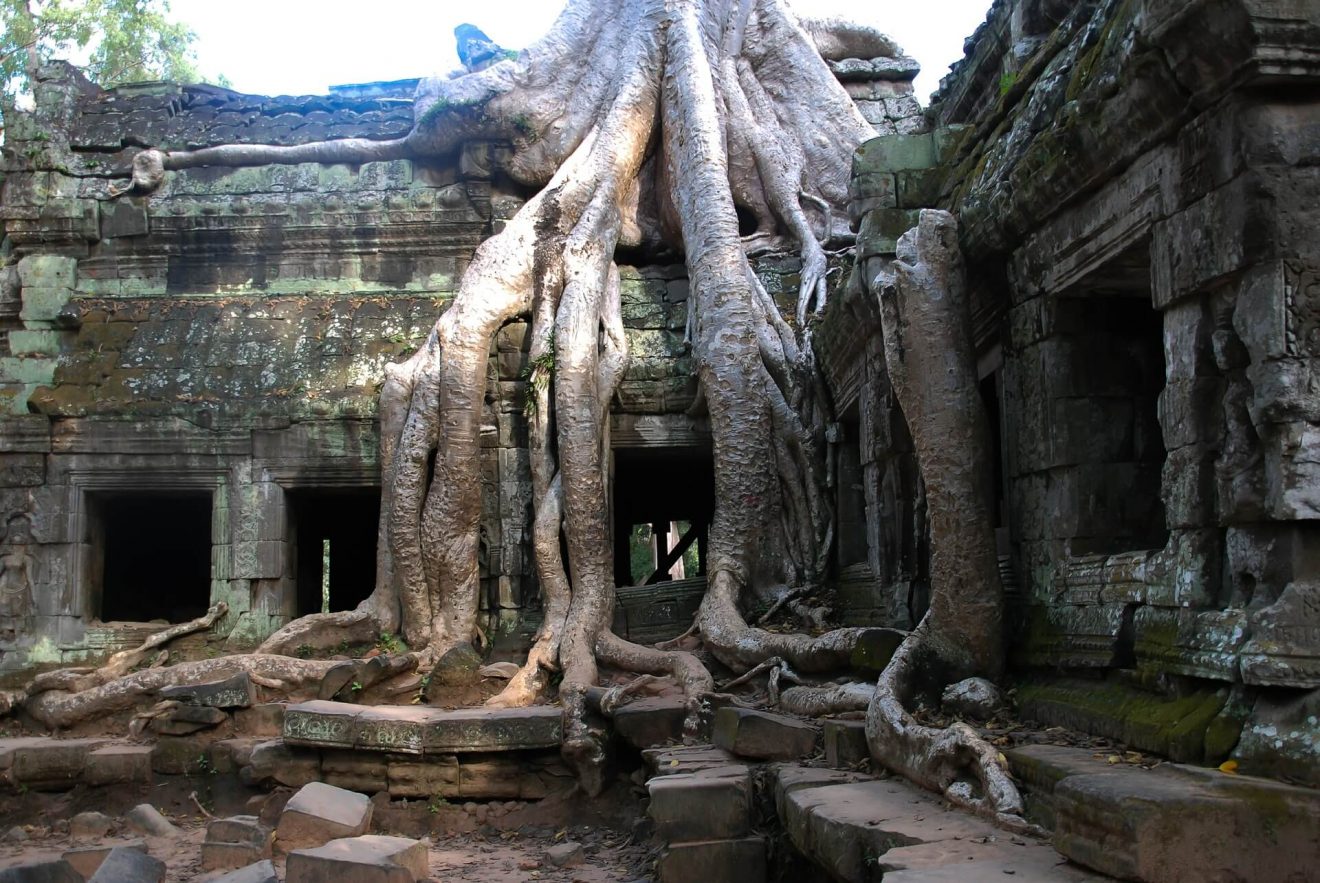 arbol templo angkor