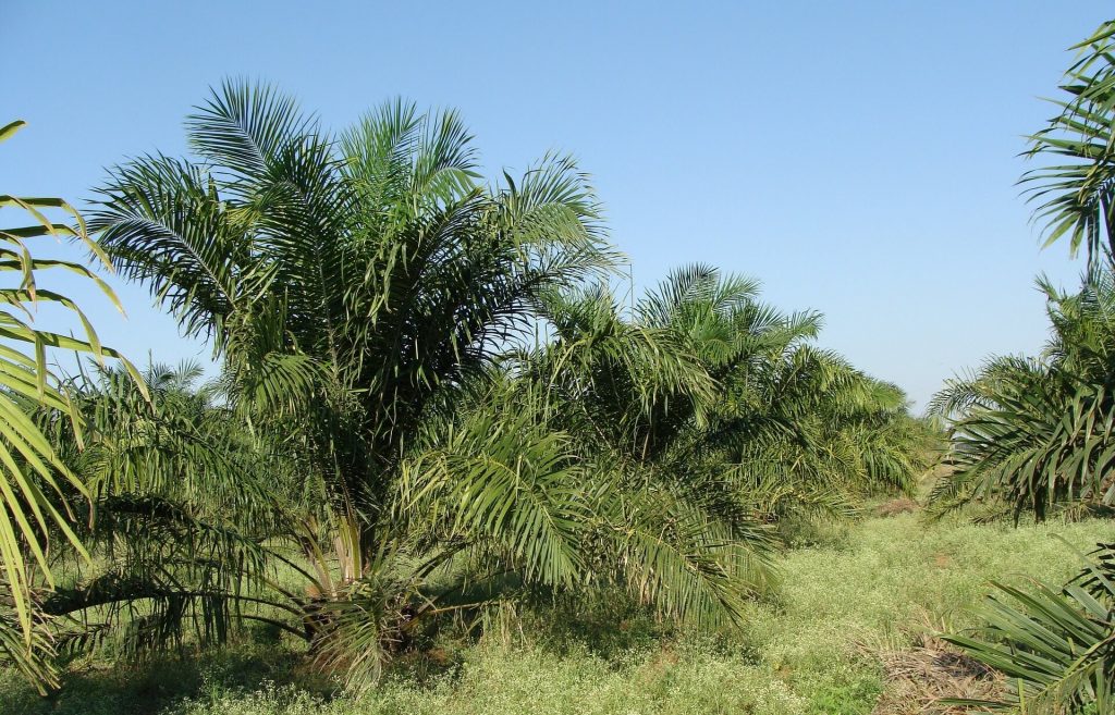 aceite de palma en malasia