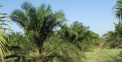 aceite de palma en malasia