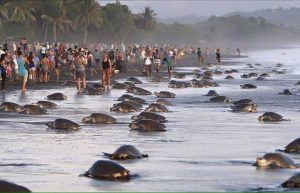 turistas interrumpen puesta de huevos tortugas